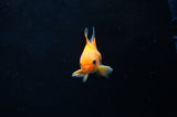 Baby Thai Oranda  Tricolor 2.5 Inch (ID#415TPTA-75) Free2Day SHIPPING