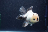 Thai Oranda  Panda 5 Inch (ID#1022To6c-121)