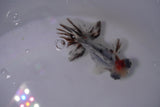 Butterfly  Calico 3.5 Inch (ID#0107B8b-43) Free2Day SHIPPING