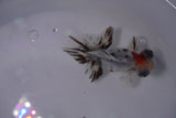 Butterfly  Calico 3.5 Inch (ID#0107B8b-43) Free2Day SHIPPING