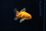 Baby Thai Oranda  Tricolor 2.5 Inch (ID#415TPTA-75) Free2Day SHIPPING