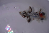 Butterfly  Calico 3.5 Inch (ID#0107B8b-43) Free2Day SHIPPING