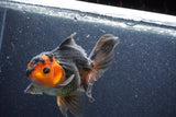 Thai Oranda  Red Black 5.5 Inch (ID#1022To6c-122)