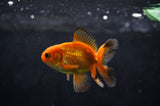 Baby Thai Oranda  Tricolor 2.5 Inch (ID#415TPTA-75) Free2Day SHIPPING