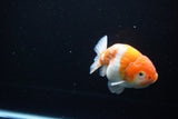 Ranchu  Sakura 4 Inch (ID#1119R5c-109) Free2Day SHIPPING