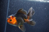 Thai Oranda  Red Black 5.5 Inch (ID#1022To6c-122)