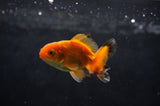 Baby Thai Oranda  Tricolor 2.5 Inch (ID#415TPTA-75) Free2Day SHIPPING