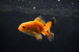 Baby Thai Oranda  Tricolor 2.5 Inch (ID#415TPTA-75) Free2Day SHIPPING