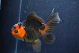 Thai Oranda  Red Black 5.5 Inch (ID#1022To6c-122)