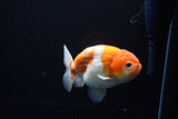 Ranchu  Sakura 4 Inch (ID#1119R5c-109) Free2Day SHIPPING