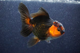 Thai Oranda  Red Black 5.5 Inch (ID#1022To6c-122)