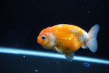 Ranchu  Calico 3.5 Inch (ID#1115R5c-81) Free2Day SHIPPING