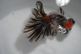 Butterfly  Calico 4.5 Inch (ID#924B8b-46) Free2Day SHIPPING