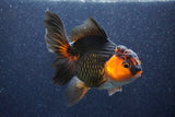 Thai Oranda  Red Black 5.5 Inch (ID#1022To6c-122)