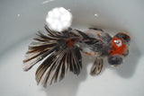 Butterfly  Calico 4.5 Inch (ID#924B8b-46) Free2Day SHIPPING