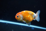 Ranchu  Calico 3.5 Inch (ID#1115R5c-81) Free2Day SHIPPING