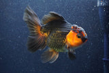 Thai Oranda  Red Black 5.5 Inch (ID#1022To6c-122)