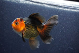 Thai Oranda  Red Black 5.5 Inch (ID#1022To6c-122)