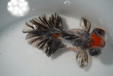 Butterfly  Calico 4.5 Inch (ID#924B8b-46) Free2Day SHIPPING