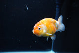 Ranchu  Calico 3.5 Inch (ID#1115R5c-81) Free2Day SHIPPING