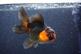 Thai Oranda  Red Black 5.5 Inch (ID#1022To6c-122)