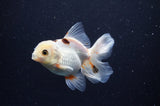 Juvenile Thai Oranda  Tricolor 4 Inch (ID#311T13b-71) Free2Day SHIPPING