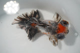 Butterfly  Calico 4.5 Inch (ID#924B8b-46) Free2Day SHIPPING