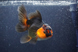 Thai Oranda  Red Black 5.5 Inch (ID#1022To6c-122)