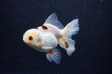 Juvenile Thai Oranda  Tricolor 4 Inch (ID#311T13b-71) Free2Day SHIPPING