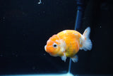 Ranchu  Calico 3.5 Inch (ID#1115R5c-81) Free2Day SHIPPING