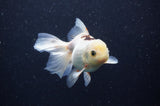 Juvenile Thai Oranda  Tricolor 4 Inch (ID#311T13b-71) Free2Day SHIPPING