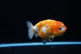 Ranchu  Calico 3.5 Inch (ID#1115R5c-81) Free2Day SHIPPING