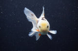 Juvenile Thai Oranda  Tricolor 4 Inch (ID#311T13b-71) Free2Day SHIPPING