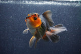 Thai Oranda  Red Black 5.5 Inch (ID#1022To6c-122)