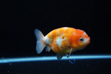 Ranchu  Calico 3.5 Inch (ID#1115R5c-81) Free2Day SHIPPING