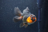 Thai Oranda  Red Black 5.5 Inch (ID#1022To6c-122)