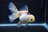 Juvenile Thai Oranda  Tricolor 4 Inch (ID#311T13b-71) Free2Day SHIPPING
