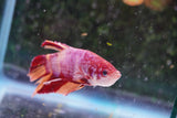 Giant Nemo Koi Galaxy  Plakat Male Betta (ID#801-M401) Free2Day SHIPPING