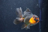 Thai Oranda  Red Black 5.5 Inch (ID#1022To6c-122)