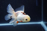Juvenile Thai Oranda  Tricolor 4 Inch (ID#311T13b-71) Free2Day SHIPPING