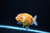 Ranchu  Calico 3.5 Inch (ID#1115R5c-81) Free2Day SHIPPING