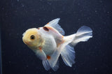 Juvenile Thai Oranda  Tricolor 4 Inch (ID#311T13b-71) Free2Day SHIPPING