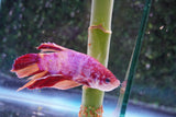 Giant Nemo Koi Galaxy  Plakat Male Betta (ID#801-M401) Free2Day SHIPPING