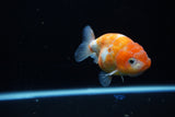 Ranchu  Calico 3.5 Inch (ID#1115R5c-81) Free2Day SHIPPING