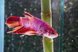 Giant Nemo Koi Galaxy  Plakat Male Betta (ID#801-M401) Free2Day SHIPPING