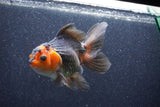 Thai Oranda  Red Black 5.5 Inch (ID#1022To6c-122)