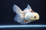 Juvenile Thai Oranda  Tricolor 4 Inch (ID#311T13b-71) Free2Day SHIPPING