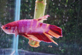 Giant Nemo Koi Galaxy  Plakat Male Betta (ID#801-M401) Free2Day SHIPPING