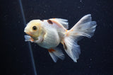 Juvenile Thai Oranda  Tricolor 4 Inch (ID#311T13b-71) Free2Day SHIPPING