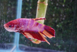 Giant Nemo Koi Galaxy  Plakat Male Betta (ID#801-M401) Free2Day SHIPPING